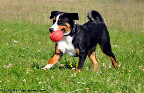 Appenzeller Sennenhund Mit Fci Klassifikation Wesen Haustiermagazin