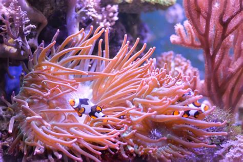 Sea Anemones Flowers Of The Ocean Laptrinhx News