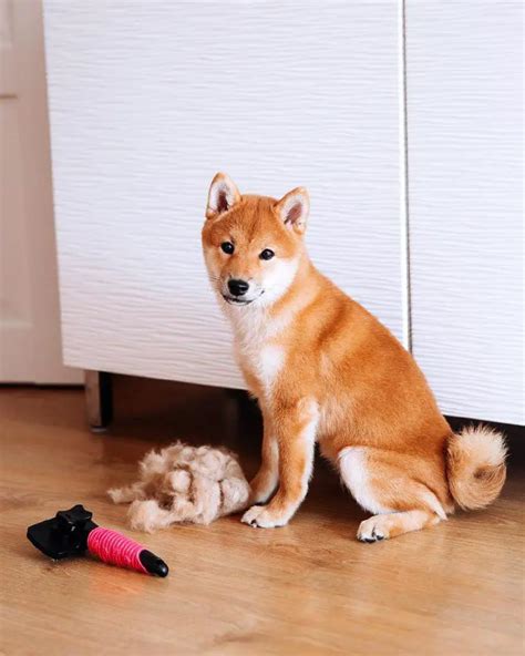 15 Things That You Should Know Before Getting A Shiba Inu Page 2 Of 5