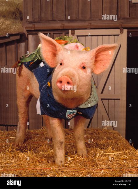 Return To Green Acres Arnold The Pig 051890 1990 Stock Photo Alamy
