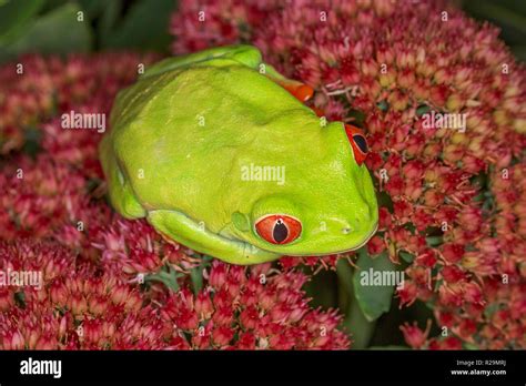 Red Eyed Tree Frog Agalychnis Callidryas Stock Photo Alamy