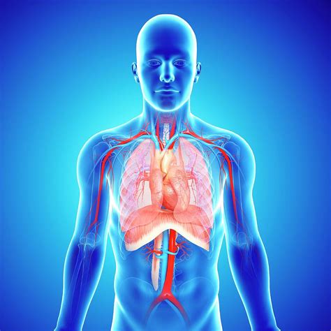 Learn about each muscle, their locations & functional anatomy. Chest Anatomy Photograph by Pixologicstudio/science Photo ...
