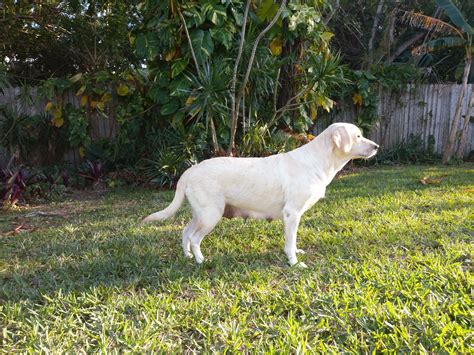 One male chocolate and one male yellow available. Labrador Retriever Puppies For Sale | Vero Beach, FL #184410