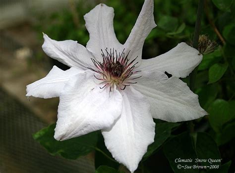 Check spelling or type a new query. PlantFiles Pictures: Clematis, Early Large-flowered ...