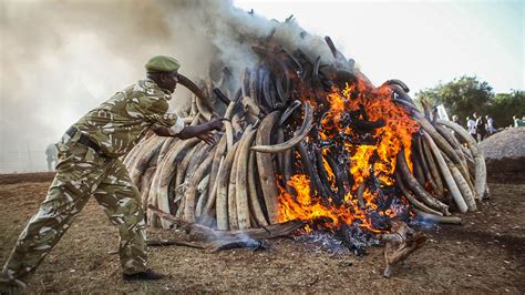 Recently Killed Elephants Are Fueling The Ivory Trade Science Aaas