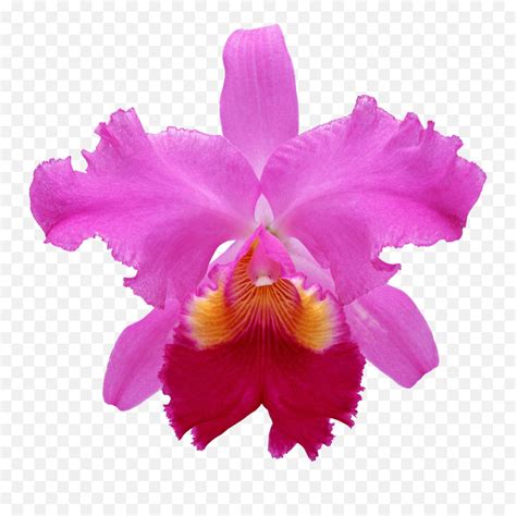 Pink Orchids Cattleya Orchid White Background Emojiorchid Emoji