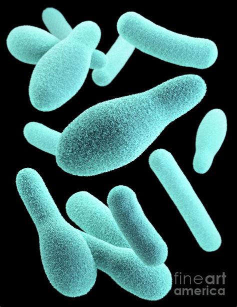 Clostridium Bacteria Photograph By Cdc Science Photo Library