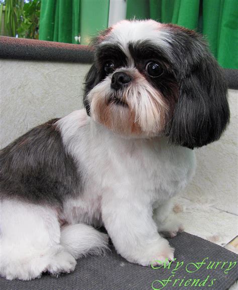 Pet Grooming The Good The Bad And The Furry Shih Tzu Day