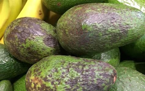10 Diseases Of Avocado Trees Safi Sarvi Organic Fertilizer