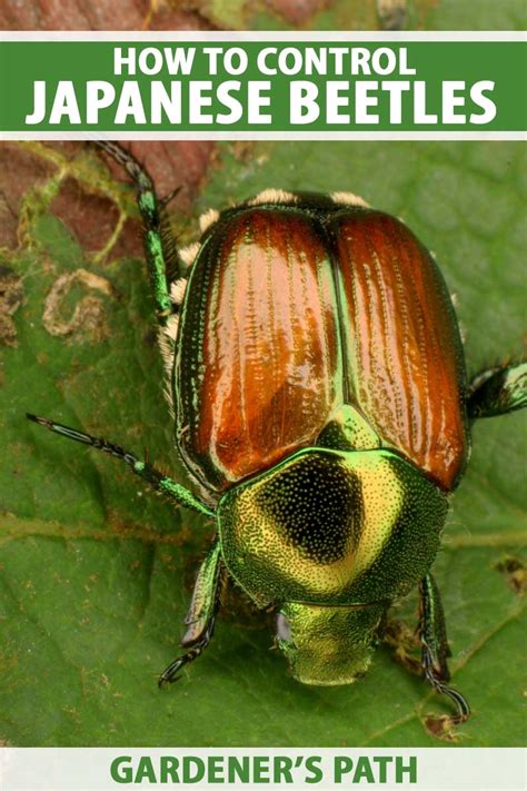 Battling Japanese Beetles Tips For Banning Them From The Garden Be