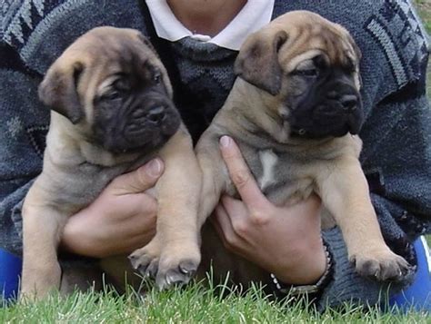 Find a bullmastiff on gumtree, the #1 site for dogs & puppies for sale classifieds ads in the uk. Pets Planet: Ball-breaker Bullmastiff Dog