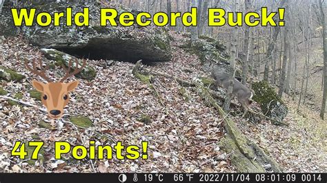 Large Buck With Huge Antlers 47 Point Buck New Record Setting Buck