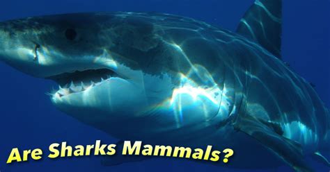 Are Sharks Mammals? Is A Shark A Mammal Or A Fish?