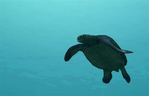 Green Sea Turtle Endless Ocean Wiki Fandom Powered By Wikia