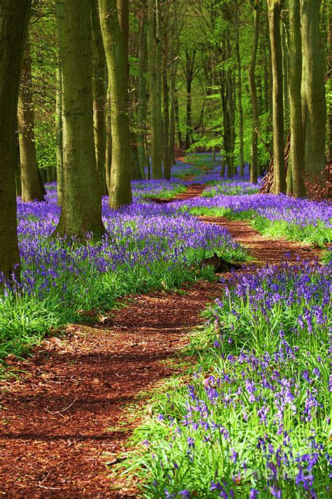 Path Through The Bluebell Wood Photograph By Simon Bradfield Pixels