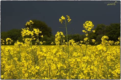 Wallpaper Uk Flowers England Plant Field Yellow Grey Sussex
