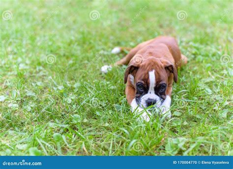 Dog Breed Boxer Puppy Laying In The Grass On A Sunny Summer Day And