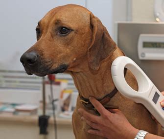 If your pet does not have a microchip, you might want to consider having one implanted into your dog. Why Microchipping Dogs Works