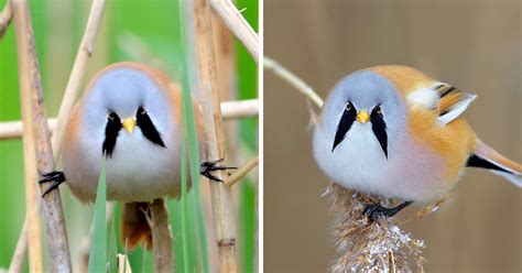 Meet The Bearded Reedling The Adorable Round Bird That Looks Straight