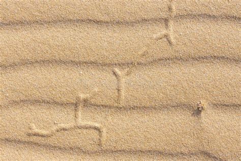 Lines In The Sand Of A Beach Stock Photo Image Of Beautiful Leisure