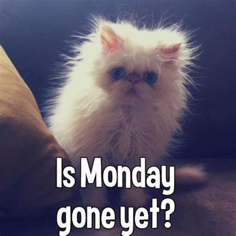 Is Monday Gone Yet Monday Monday Quotes Happy Monday Monday Humor Funny