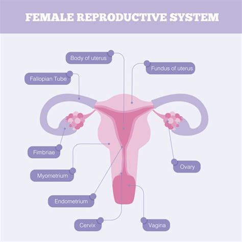 Have A Clear Understanding Of How Your Reproductive Organs Work How