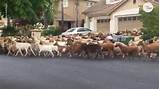 932 larkin street, san francisco, ca. 200 goats escape enclosure, run free in San Jose ...