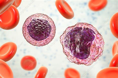 Monocyte And Lymphocyte White Blood Cells Illustration Stock Image