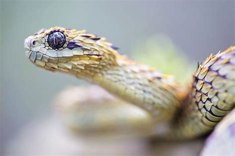 Pictures Of The Association Atheris Atheris