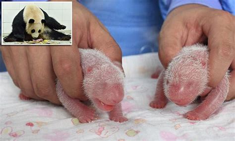 Giant Panda Xidou Gives Birth To The Worlds Heaviest Twin Cubs In