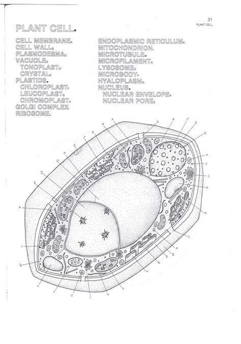 16 Cell Coloring Page Color Info