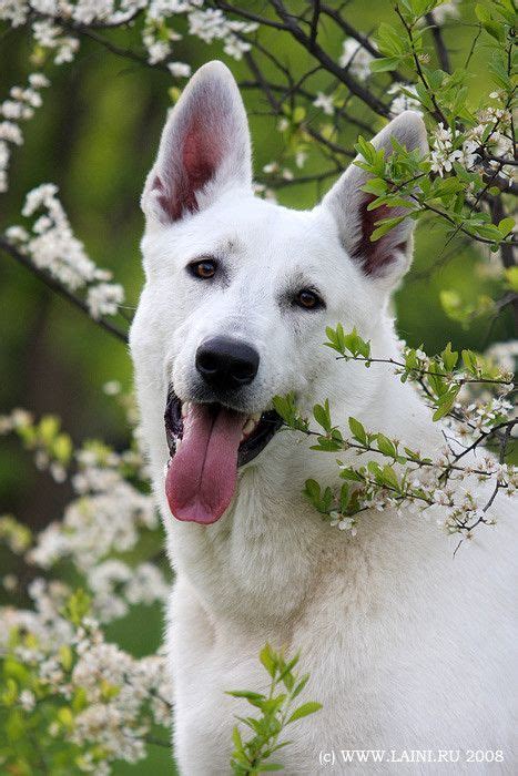 10 Best White King Shepherd Images On Pinterest King Shepherd White