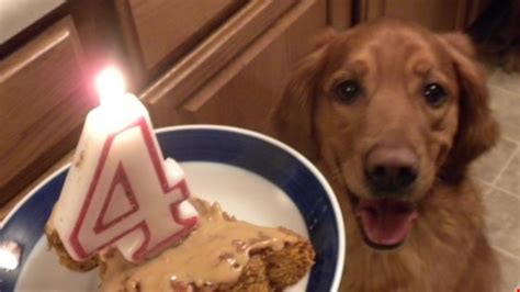 Puppy cake has a mix* for a wheat free, peanut butter cake. Doggie Birthday Cake Recipe - Allrecipes.com