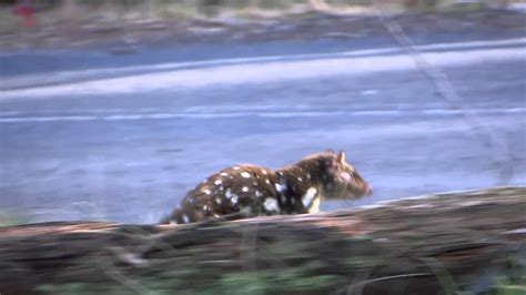 Tiger Quoll Youtube