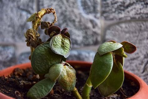 How To Revive A Dying Succulent Most Efficient Botanist Tips