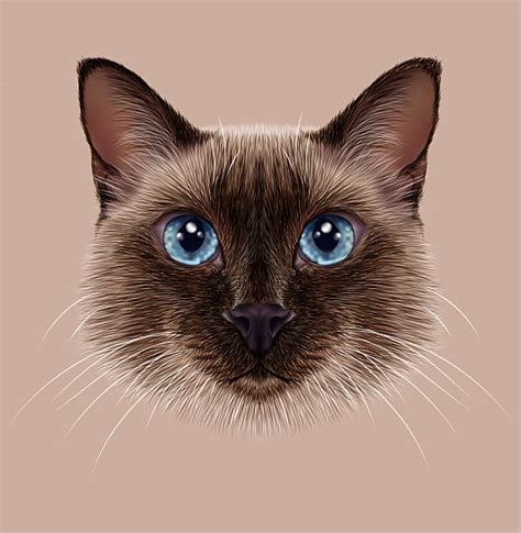 Best Siamese Cat Silhouette Illustrations Royalty Free Vector Graphics