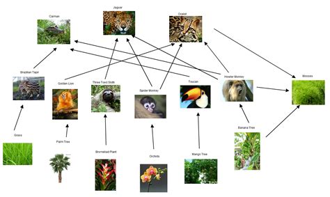 Tropical Rain Forest Travel Blog Day 4 Food Web And Pyramid