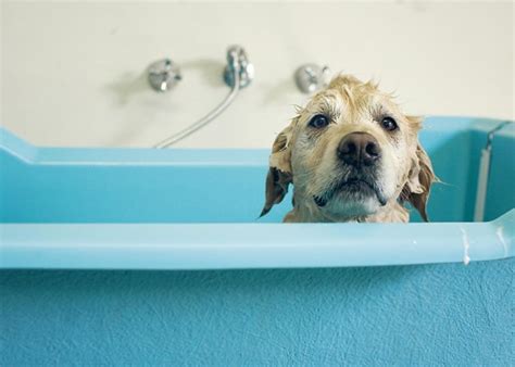 You can also view all of our contact information on our support page. Dogs 101: Bathing Your Dog - Dogtime