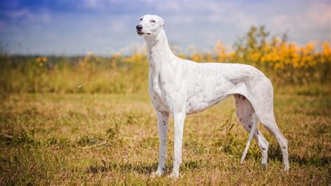 Shortest And Longest Living Dog Breeds In The World Page 10 247