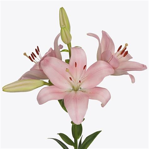 Lily La Paciano Cm Wholesale Dutch Flowers Florist Supplies Uk
