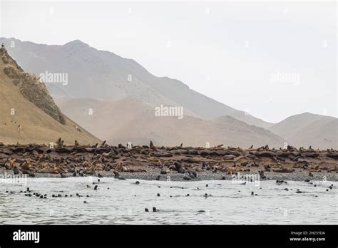 Peru Ballestas Islands Stock Photo Alamy