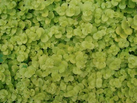 Creeping Jenny Ground Cover Low Maintenance Landscaping Low