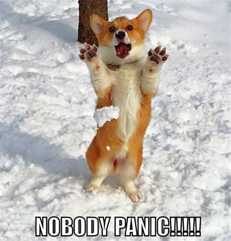 25 Best Corgi Memes Of All Time Page 3 Of 7 The Paws