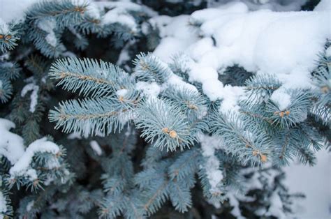 Blue Spruce In The Snow Close Up Horizontally Stock Image Image Of