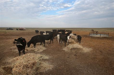 Kansas Heat Wave Kills Around 10000 Fat Cattle As Temperatures Reach