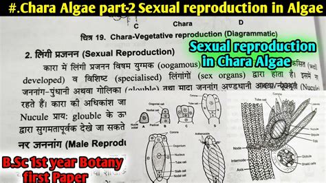 Sexual Reproduction In Chara Algae In Hindi B Sc First Year Botany Microbiology And Plant