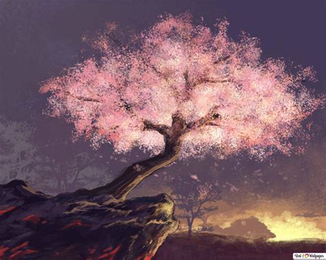 Sakura Blossoms Tree 2k Wallpaper Download