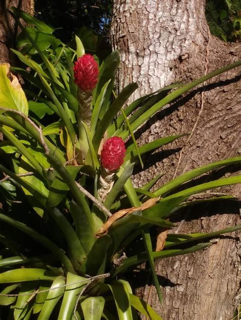 Bromeliad In 2021 Bromeliads Fruit Strawberry