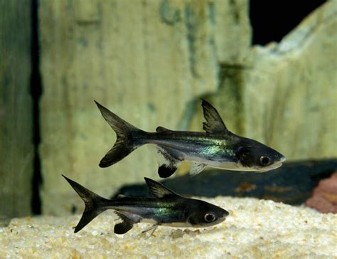 Freshwater Sharks For Aquarium Types Tank Mates And Care