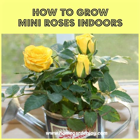 Maybe you would like to learn more about one of these? How to Grow Mini Roses Indoors - Home Garden Joy
